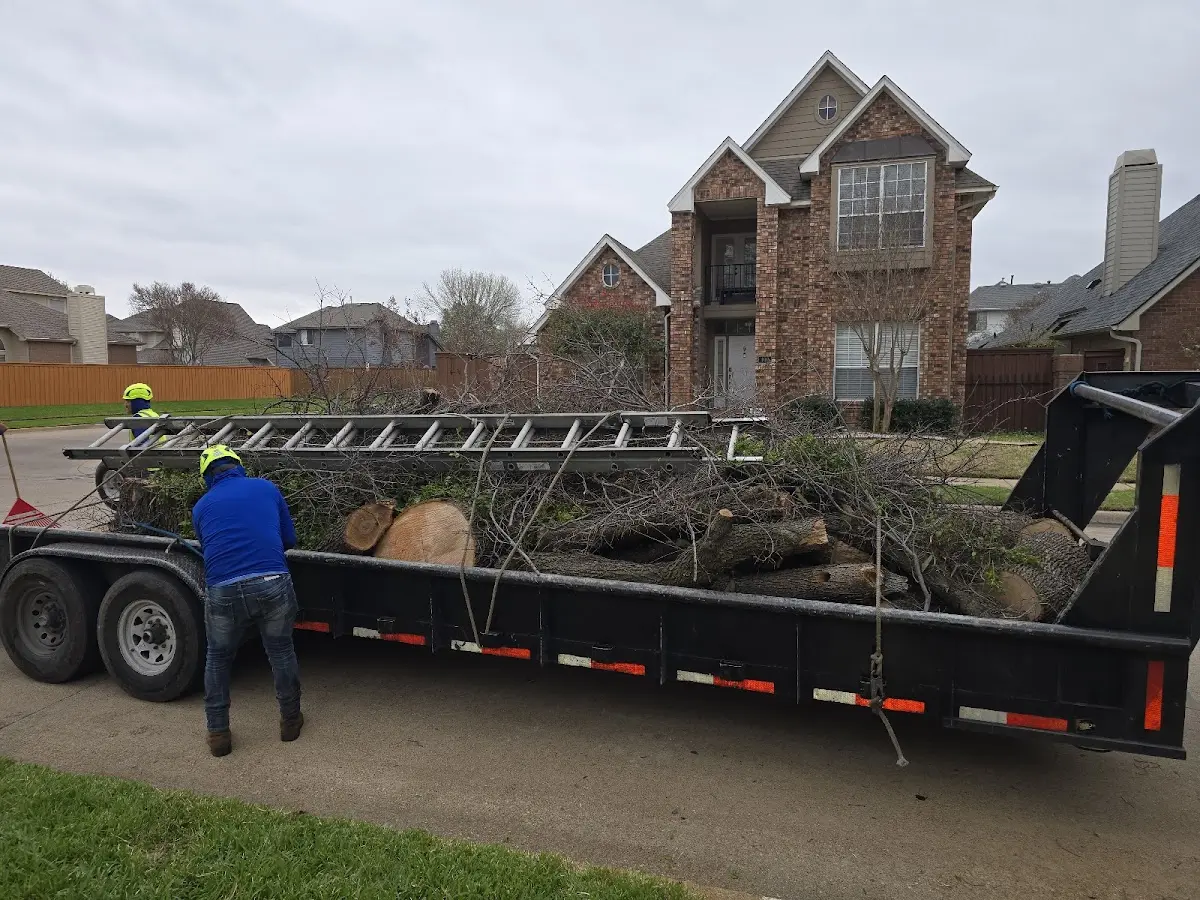 Expert Deadwooding with proper safety equipment in Nunda